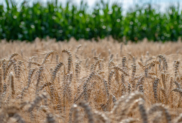 Veszélyben a globális élelmiszer-ellátás – vélik a vetőmagokkal foglalkozó óriáscégek elemzői