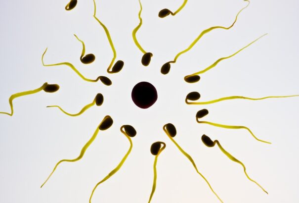 Cseh kutatók áttörést értek el az asszisztált reprodukció területén