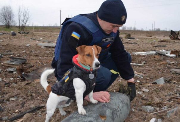 A Patron névre hallgató Jack Russell terrier eddig 150 robbanószerkezetet szimatolt ki Ukrajnában