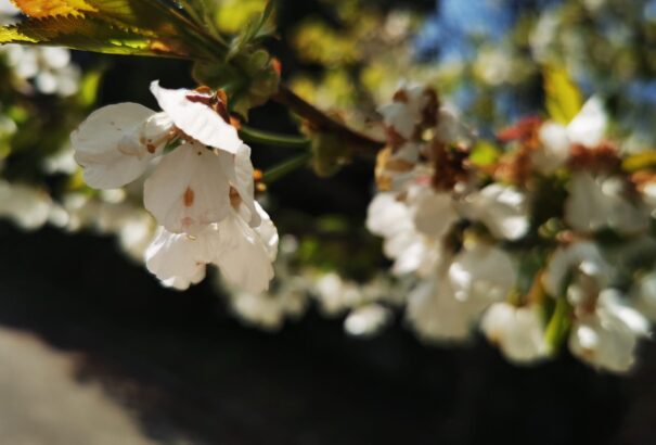 Áprilisi csoda – felébredt a táj (képriport)