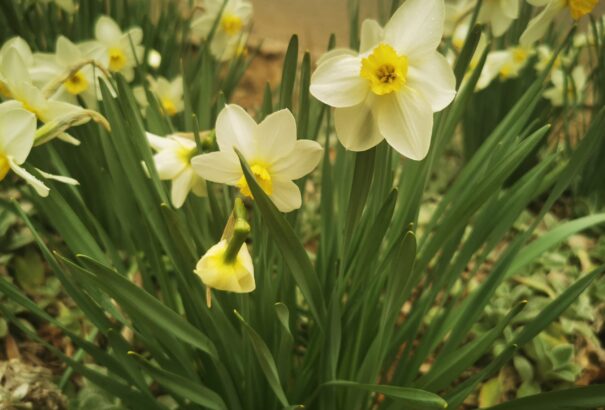 Tippek a tavaszi kertalakításra