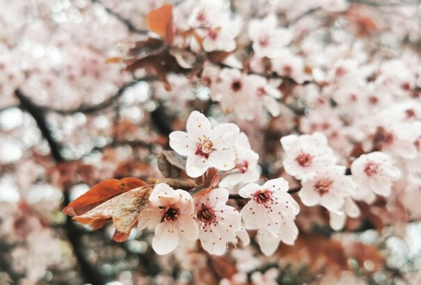 Csallóközi április (képriport)