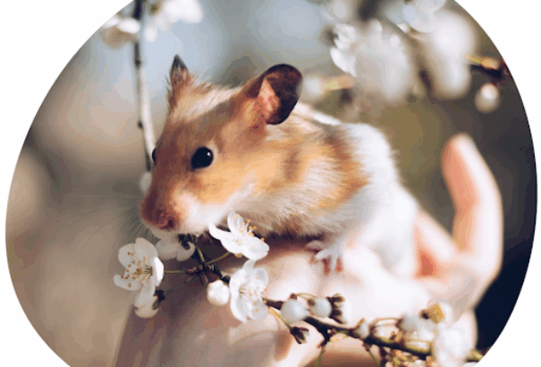 Rágcsálók szórakoztatása mesterfokon