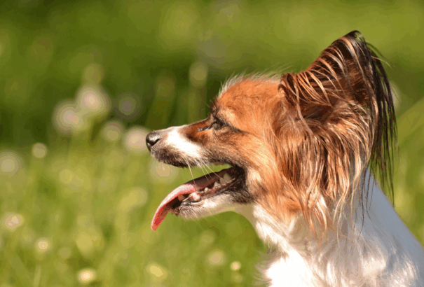 Hogyan óvjuk kutyusunkat kánikula idején?