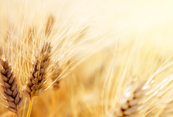 Több mint 200 ezer eurónyi értékű vetőmagot és műtrágyát küldünk Ukrajnába