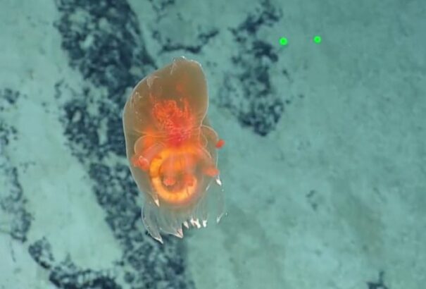 Sosem látott lényt videózott le egy tengeralattjáró