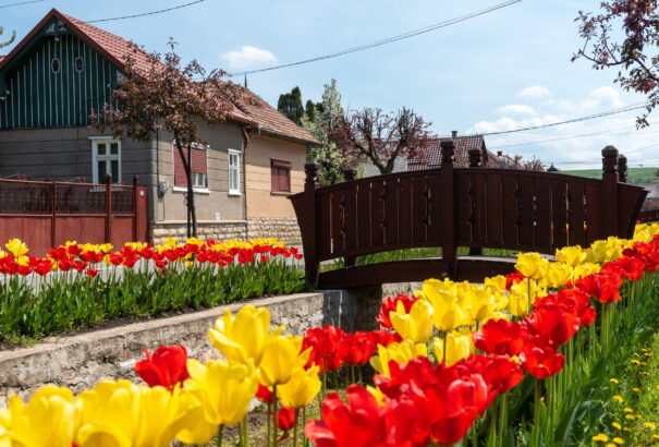 Több tízezer tulipán virágzik az erdélyi Kalotaszentkirályon (fotók)