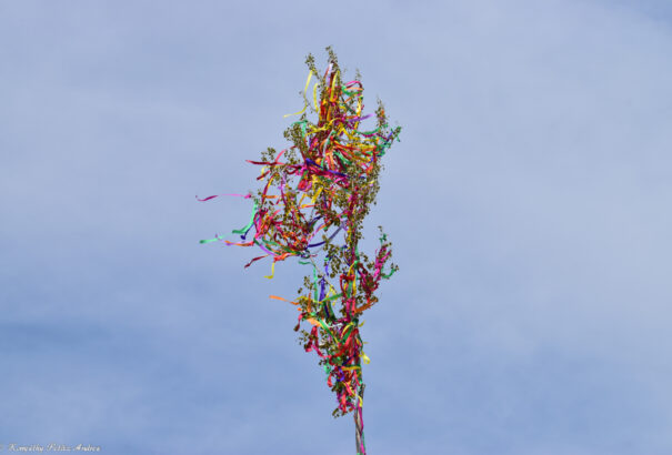 Újra hagyománnyá válhat a májfaállítás Csicsón