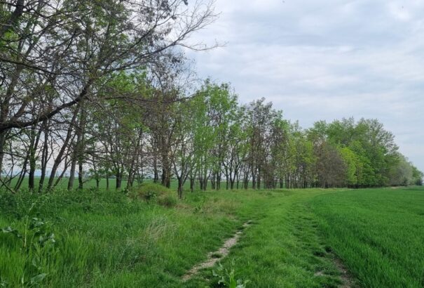 Marad a tipikus tavaszias idő