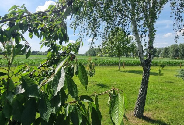 Napos idővel indul, majd esővel zárul a csütörtök