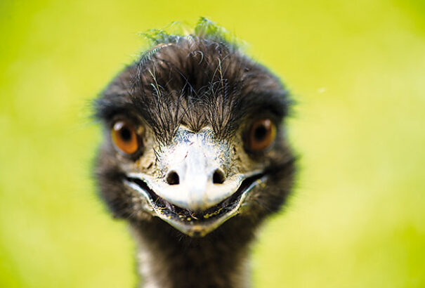 Kánikula Pozsonyban: Emut sétáltattak a belvárosban – Fotóval