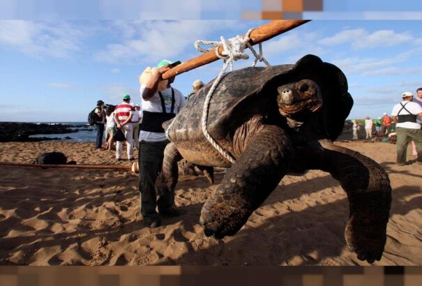 Kihaltnak hitt „fantasztikus óriásteknőst” találtak a Galápagos-szigeteken