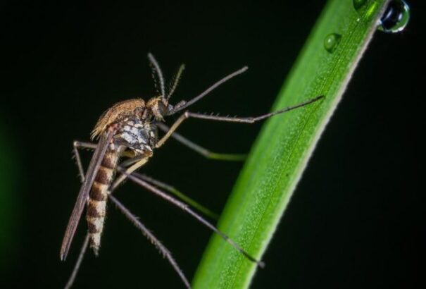 Nyugat-nílusi láz: Ezekre a tünetekre érdemes figyelni, ha mediterrán országban nyaraltunk