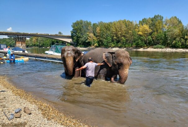 Elefántfürdetés a Vág folyóban  – Képekkel