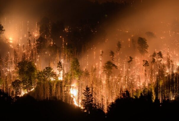 Szlovákia helikopterrel segíti az oltást a Cseh Svájc Nemzeti Parkban