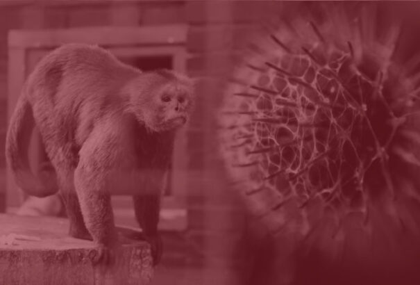 Szlovákiában is azonosították az első majomhimlő-fertőzöttet