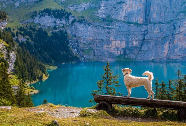 Hogyan tervezzük az utazást kisállattal?