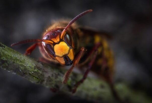 Lódarazsak csíptek halálra egy vadászt az ausztriai Őrvidéken