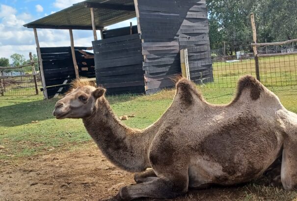 Barátságos állatsimogató fogadja a látogatókat Kabátfalun