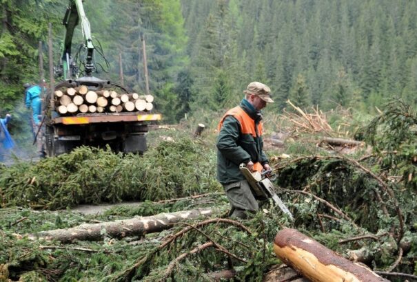 Agrárminisztérium: A szlovák erdészeti vállalat egy köbméternyi tűzifát sem exportál külföldre