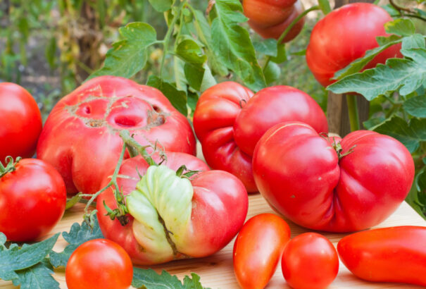 Két üzletlánc az eltorzult gyümölcsöket és zöldségeket is értékesíteni fogja