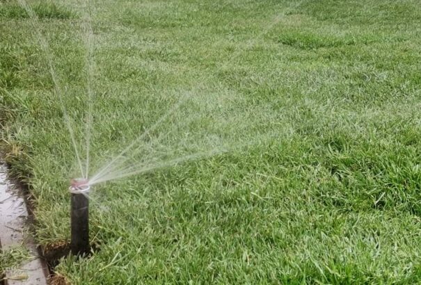 Nyár végi munkálatok az udvarban – Házi Zsolt csallóközi kertésszel beszélgettünk