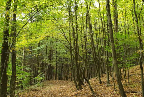 Talajtól az égig – Ennyi energiába kerül, hogy a fák a talajból a lombkorona tetejéig felszívják a vizet