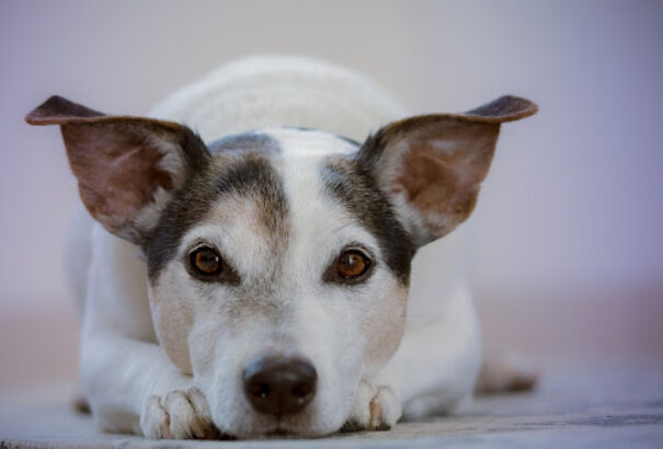 Hasnyálmirigy-gyulladás kutyáknál – tünetek és kezelés