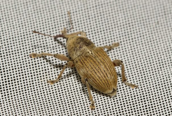 Új bogárfaj Magyarországról