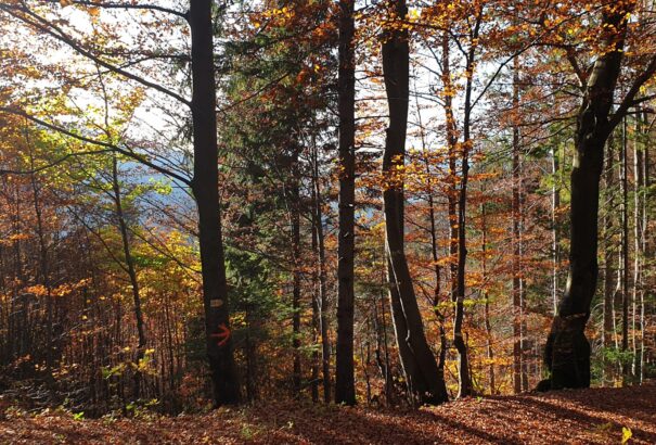 Nem mindenhol jó ötlet a száraz vidékek erdősítése