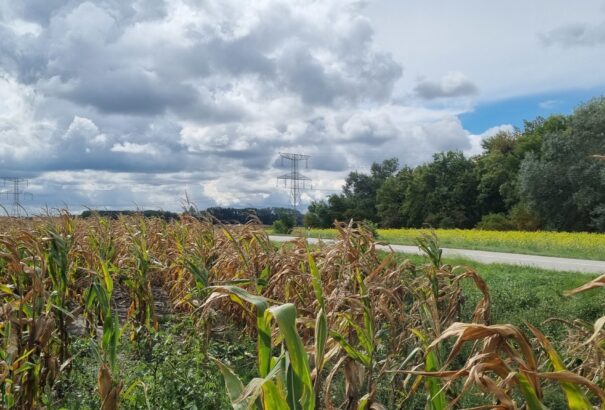 Szeles, őszies idővel indul a hét