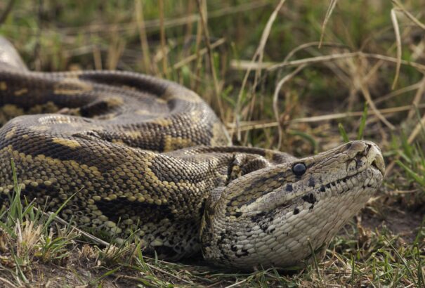 Egy ötméteres piton egészben nyelt le egy nőt Indonéziában