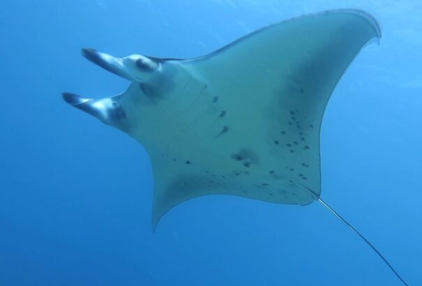 Drámai gyorsasággal tűnnek el a vadon élő állatok a Földről