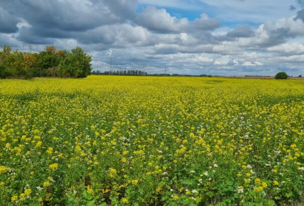 Együtt csapolta a szicíliai maffia két klánja az EU-s pénzeket, 660 év börtönt kaptak érte