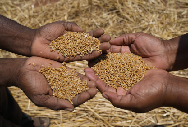 Miközben gazdag európai országok járnak jól az ukrán gabonafolyosóval, a rászoruló országok alig jutnak gabonához