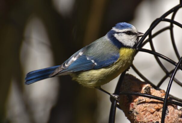 A klímaváltozás miatt egyre korábban költenek a madarak