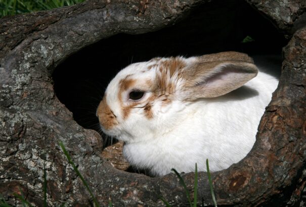 Miért érdemes külön fekhelyet vásárolnod a nyuszid számára?