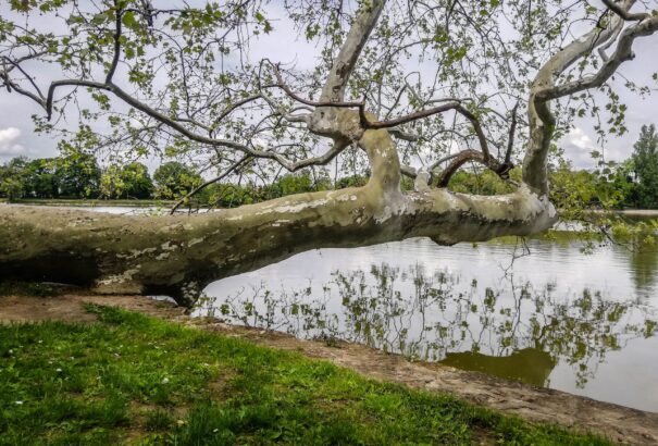 Egy 250 éves platán nyerte az Év fája címet 2022-ben