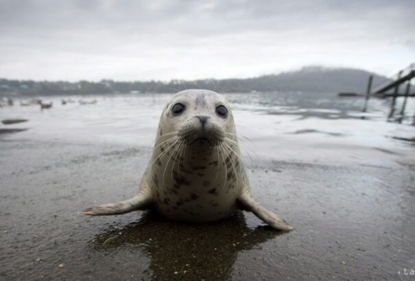 Oroszország: Mintegy 1700 fókatetemet találtak a Kaszpi-tenger partjainál