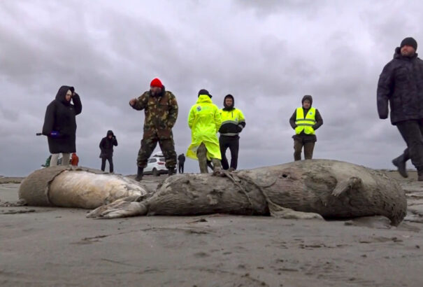 Oxigénhiány okozhatta a tömeges fókapusztulást a Kaszpi-tenger partvidékén