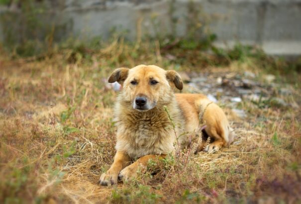 Hét év után megint megjelent a veszettség Szlovákiában