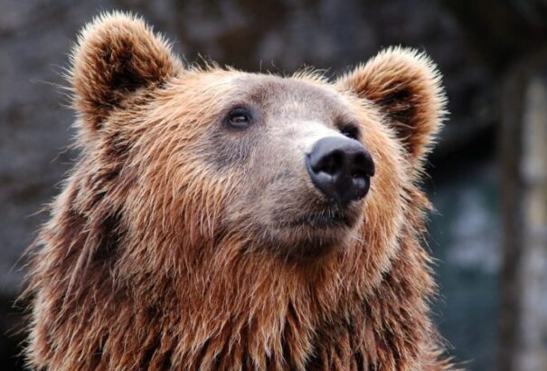 Kilövés helyett áttelepítik a problémás medvéket Hargita megyében