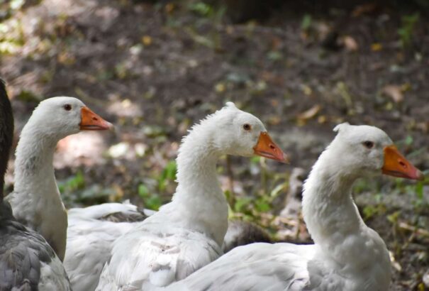 Szombattól bezár a pozsonyi állatkert, az egyik libánál megerősítették a madárinfluenza jelenlétét