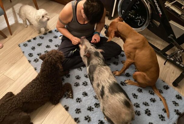 Bizonyították, hogy a kutyák okosabbak, mint a malacok – Videóval