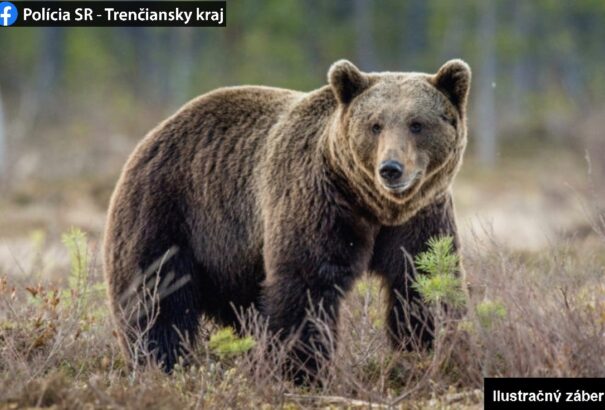 Medvetámadás Közép-Szlovákiában: Kórházba került a 29 éves terepfutó