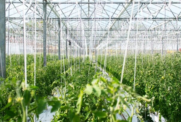 Új kiírás: 50 millió euró várja mezőgazdász, farmer gazdáit