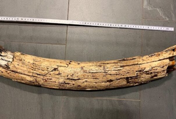 Mamutagyarat találtak Bécsben, metróépítés közben