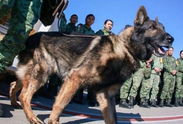 Nemzeti hős lett egy Törökországban elpusztult mexikói mentőkutyából