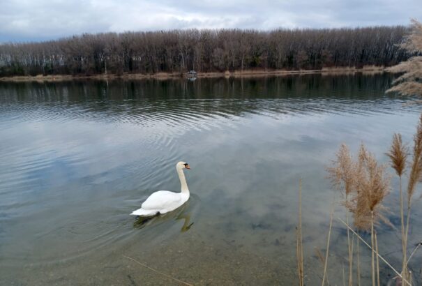 Mátyás-napi terepszemle a komáromi Holt-Vágon – Képekkel