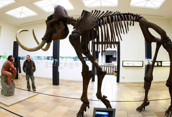 Ősi elefántvadászat nyomaira bukkantak